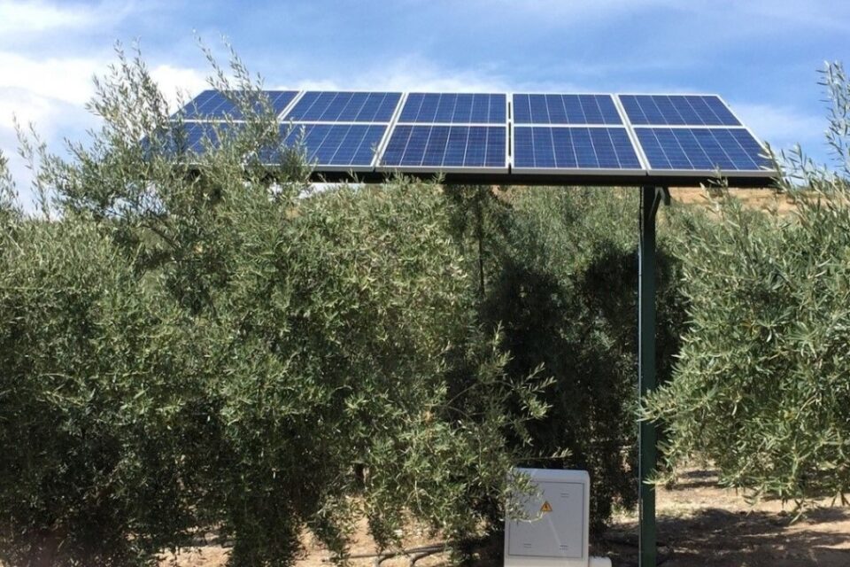 Cuando te cuesta más una hectárea de paneles fotovoltaicos que llena de olivos